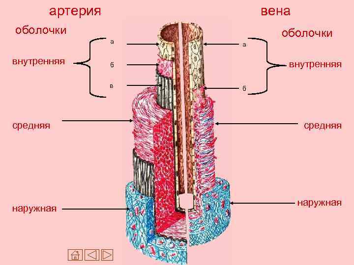 артерия вена оболочки а внутренняя наружная а внутренняя б в средняя оболочки б средняя