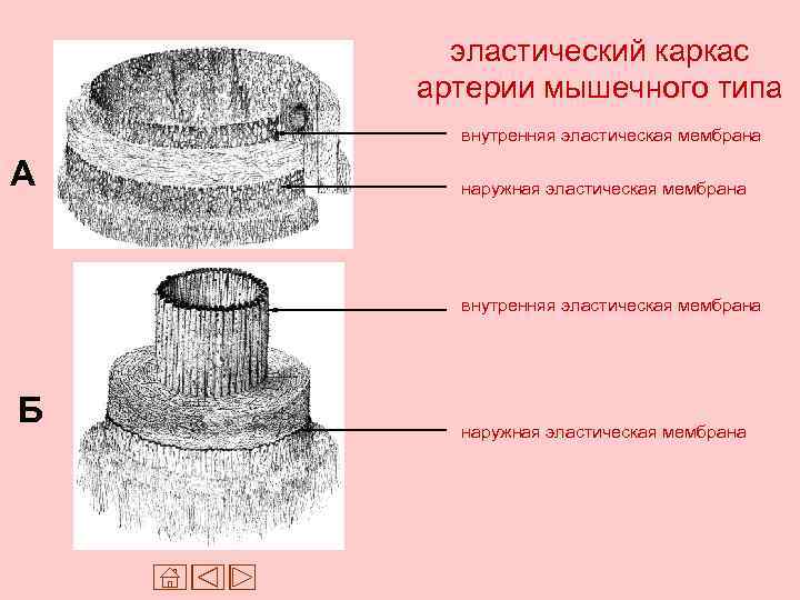 эластический каркас артерии мышечного типа внутренняя эластическая мембрана А наружная эластическая мембрана внутренняя эластическая