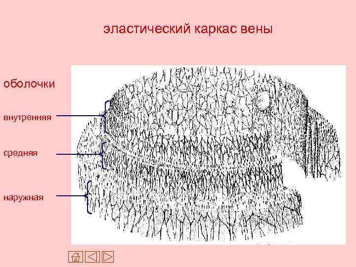 эластический каркас вены оболочки внутренняя средняя наружная 