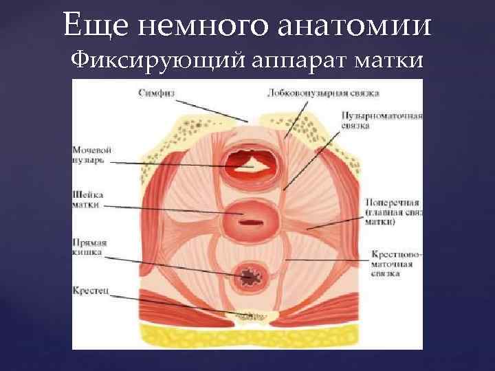 Еще немного анатомии Фиксирующий аппарат матки 