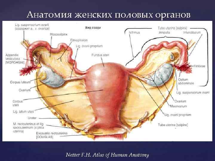 Анатомия женских половых органов Netter F. H. Atlas of Human Anatomy 
