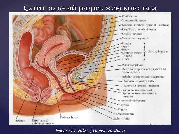 Сагиттальный разрез женского таза Netter F. H. Atlas of Human Anatomy 