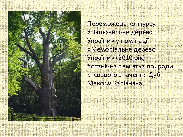 Переможець конкурсу «Національне дерево України» у номінації «Меморіальне дерево України» (2010 рік) – ботанічна