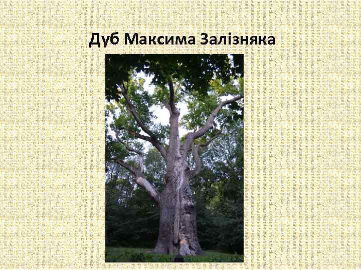  Дуб Максима Залізняка 