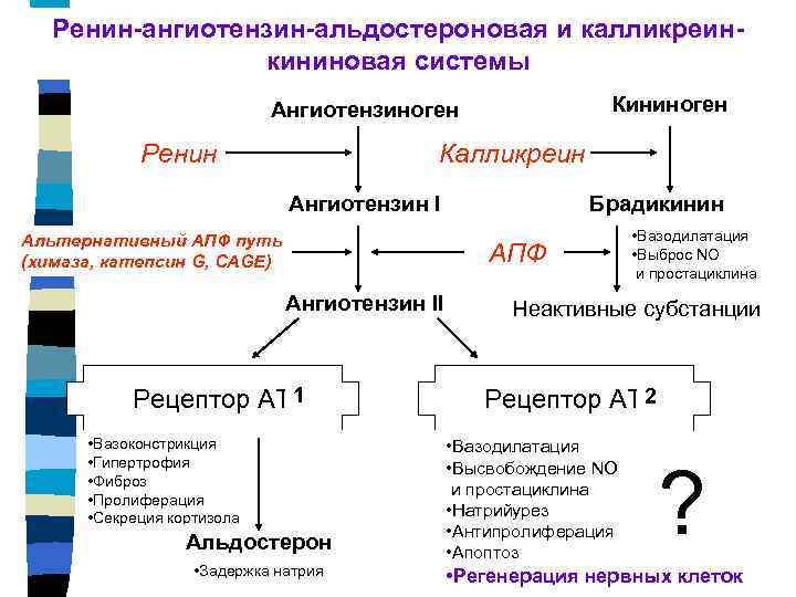 Ренин-ангиотензин-альдостероновая и калликреинкининовая системы Кининоген Ангиотензиноген Ренин Калликреин Ангиотензин I Альтернативный АПФ путь (химаза,