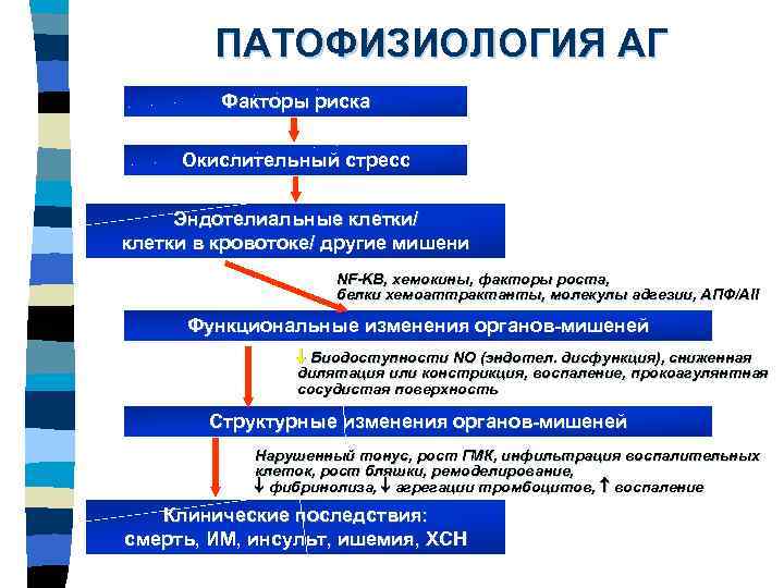 ПАТОФИЗИОЛОГИЯ АГ Факторы риска Окислительный стресс Эндотелиальные клетки/ клетки в кровотоке/ другие мишени NF-KB,