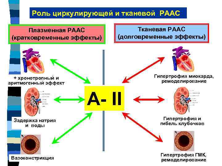 Роль циркулирующей и тканевой РААС Плазменная РААС (кратковременные эффекты) Тканевая РААС (долговременные эффекты) Гипертрофия