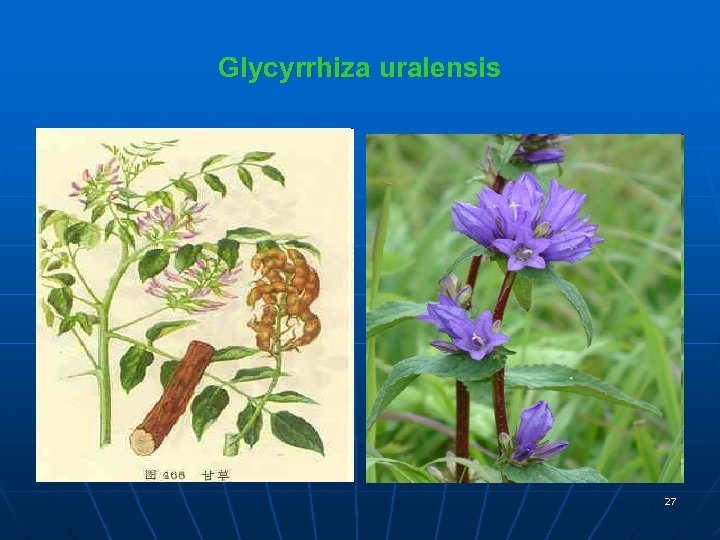 Glycyrrhiza uralensis 27 
