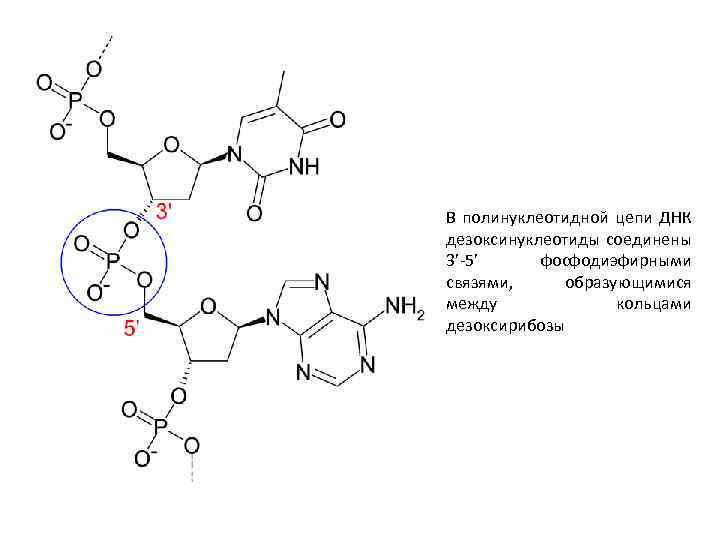 Полинуклеотидная цепь днк. Строение полинуклеотидной Цепочки. Схема строения полинуклеотидной цепи. Образование полинуклеотидных цепей (на примере РНК). Полинуклеотидные Цепочки ДНК.