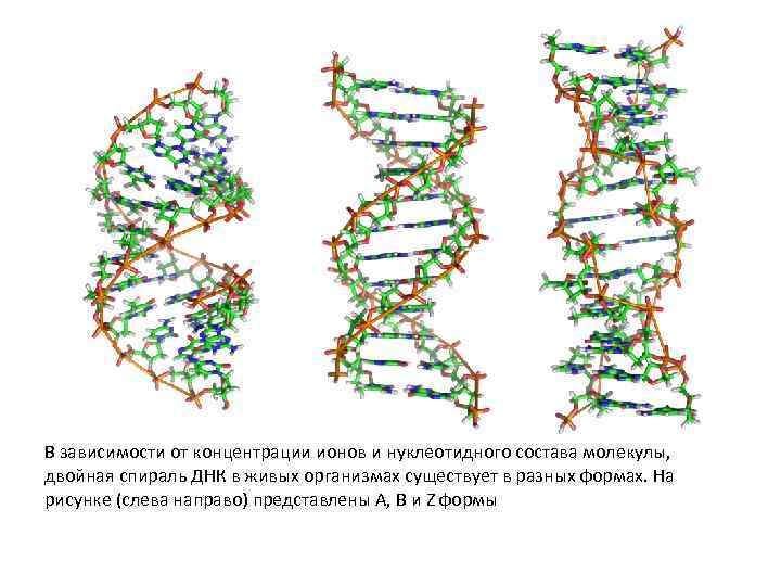 В зависимости от концентрации ионов и нуклеотидного состава молекулы, двойная спираль ДНК в живых