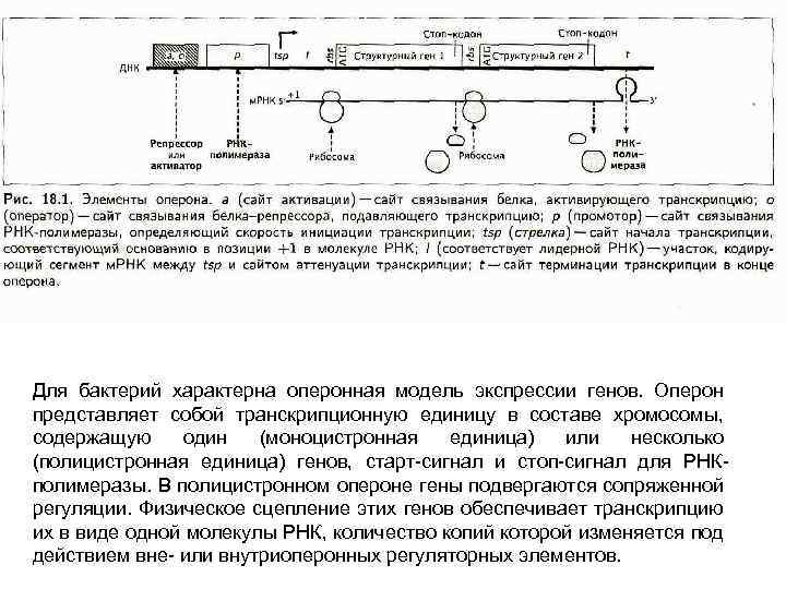 Для бактерий характерна оперонная модель экспрессии генов. Оперон представляет собой транскрипционную единицу в составе