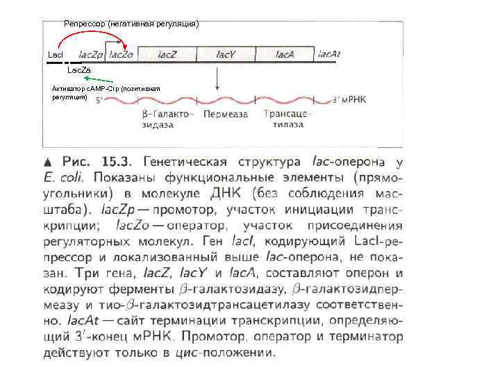 Репрессор (негативная регуляция) Lac. I Lac. Za Активатор c. AMP-Crp (позитивная регуляция) 