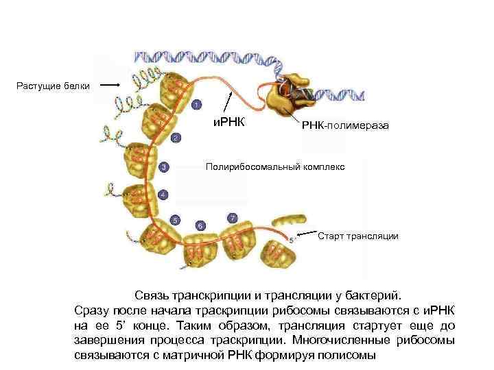 Растущие белки и. РНК-полимераза Полирибосомальный комплекс Старт трансляции Связь транскрипции и трансляции у бактерий.