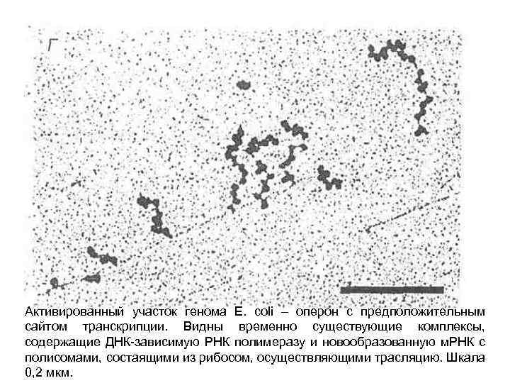 Активированный участок генома E. coli – оперон с предположительным сайтом транскрипции. Видны временно существующие