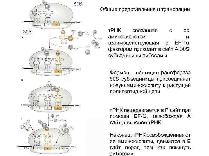 50 S 30 S Общие представления о трансляции т. РНК связанная с ее аминокислотой