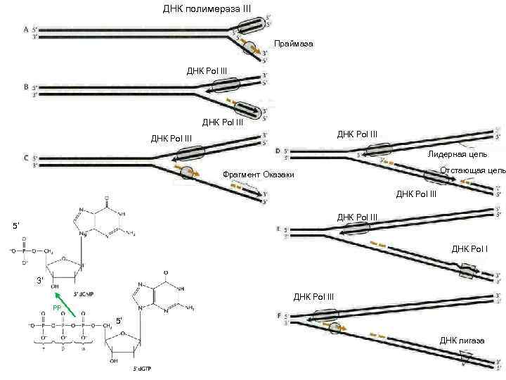ДНК полимераза III Праймаза ДНК Pol III Лидерная цепь Отстающая цепь Фрагмент Оказаки Праймаза