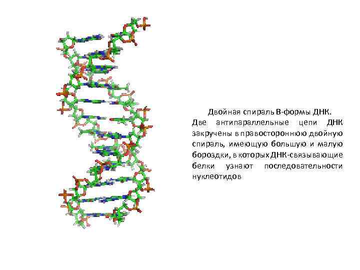 Двойная спираль В-формы ДНК. Две антипараллельные цепи ДНК закручены в правостороннюю двойную спираль, имеющую