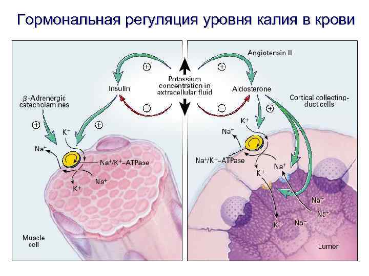 Гормональная регуляция уровня калия в крови 