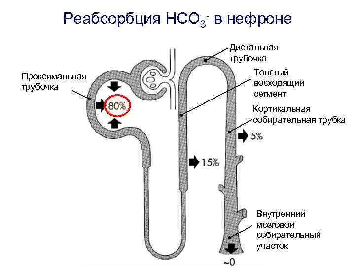 Реабсорбция HCO 3 - в нефроне Дистальная трубочка Проксимальная трубочка Толстый восходящий сегмент Кортикальная