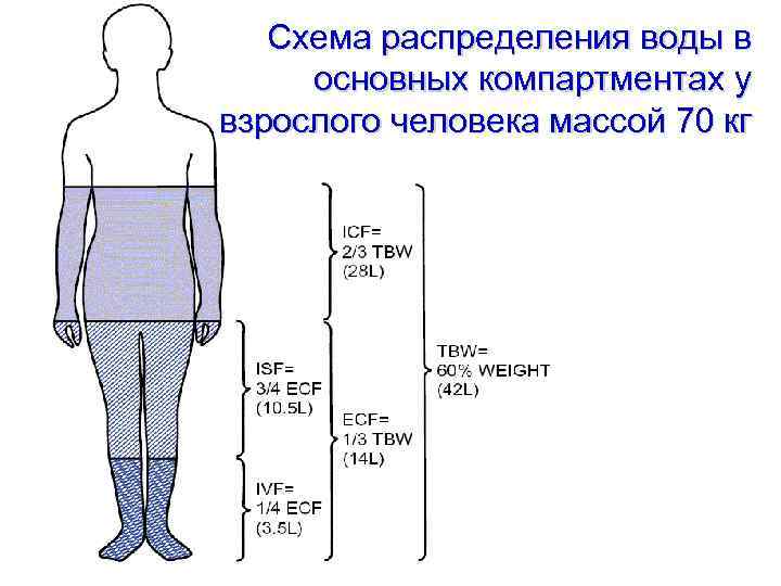 Схема распределения воды в основных компартментах у взрослого человека массой 70 кг 