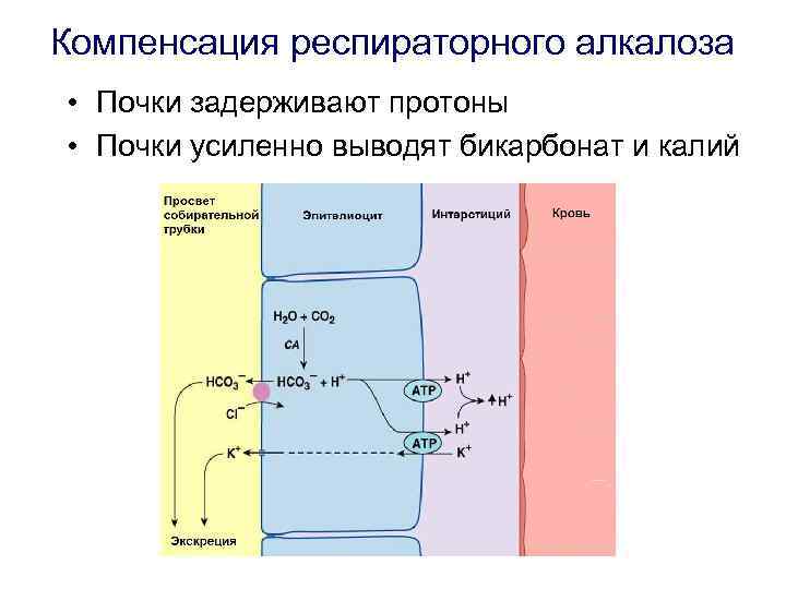 Компенсация респираторного алкалоза • Почки задерживают протоны • Почки усиленно выводят бикарбонат и калий