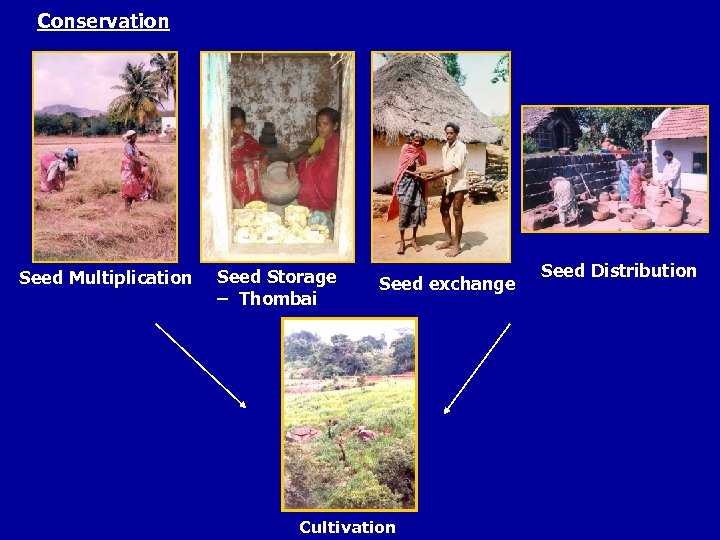 Conservation Seed Multiplication Seed Storage – Thombai Seed exchange Cultivation Seed Distribution 