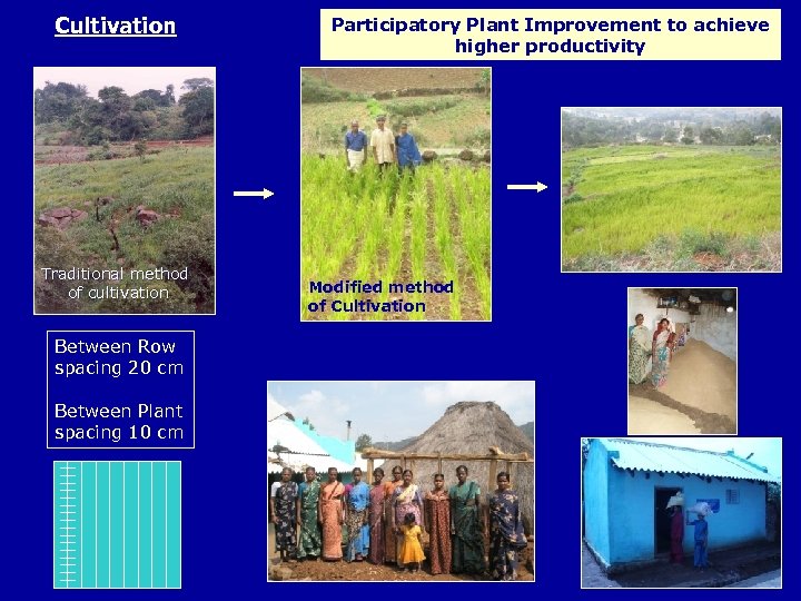 Cultivation Traditional method of cultivation Between Row spacing 20 cm Between Plant spacing 10