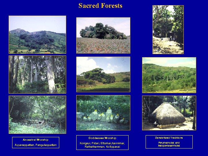 Sacred Forests Ancestral Worship Ayyanappattan, Panguliappattan Goddesses Worship Sanskritzed Traditions Kongayi, Pidari, Ettukkai, Kannimar,