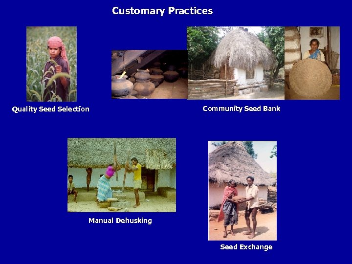 Customary Practices Quality Seed Selection Community Seed Bank Manual Dehusking Seed Exchange 