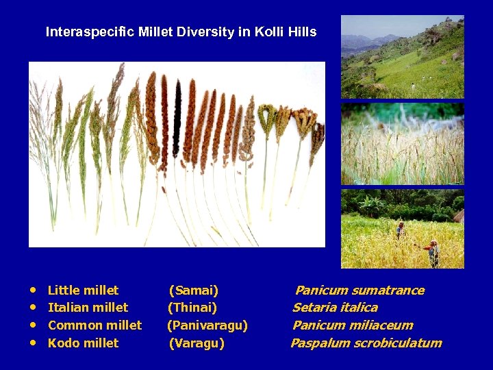 Interaspecific Millet Diversity in Kolli Hills • • Little millet Italian millet Common millet