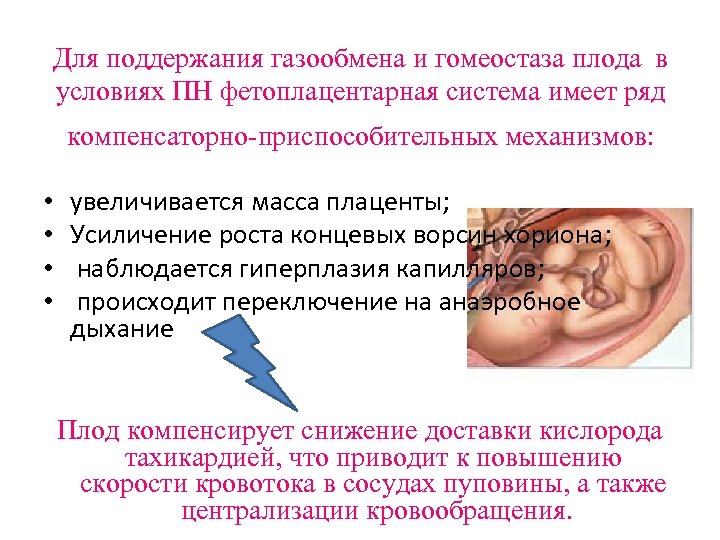 Для поддержания газообмена и гомеостаза плода в условиях ПН фетоплацентарная система имеет ряд компенсаторно-приспособительных