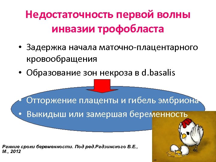 Недостаточность первой волны инвазии трофобласта • Задержка начала маточно-плацентарного кровообращения • Образование зон некроза