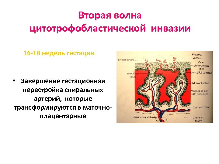 Вторая волна цитотрофобластической инвазии 16 -18 недель гестации • Завершение гестационная перестройка спиральных артерий,