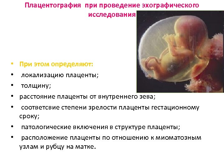 Плацентография при проведение эхографического исследования При этом определяют: локализацию плаценты; толщину; расстояние плаценты от