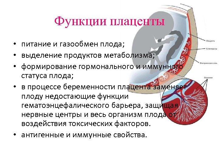Функции плаценты • питание и газообмен плода; • выделение продуктов метаболизма; • формирование гормонального