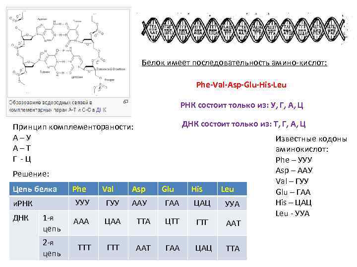 Белок имеет последовательность амино-кислот: Phe-Val-Asp-Glu-His-Leu РНК состоит только из: У, Г, А, Ц ДНК
