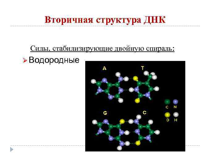 Вторичная структура ДНК Силы, стабилизирующие двойную спираль: Ø Водородные 
