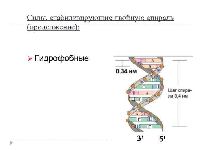 Силы, стабилизирующие двойную спираль (продолжение): Ø Гидрофобные 