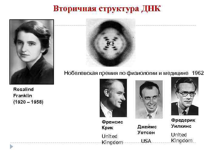 Вторичная структура ДНК Нобелевская премия по физиологии и медицине 1962 Rosalind Franklin (1920 –