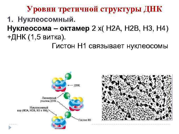 Антитела к нуклеосомам