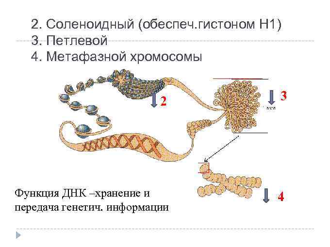2. Соленоидный (обеспеч. гистоном Н 1) 3. Петлевой 4. Метафазной хромосомы 2 3 Функция