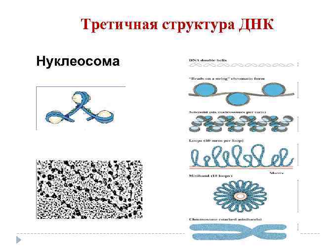 Третичная структура ДНК Нуклеосома 