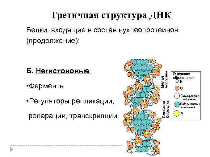 Днк белок признак