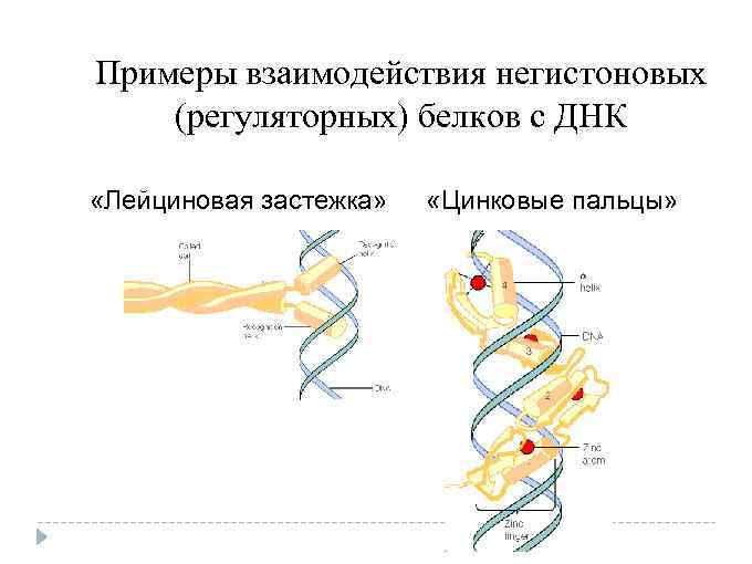 Примеры взаимодействия негистоновых (регуляторных) белков с ДНК «Лейциновая застежка» «Цинковые пальцы» 