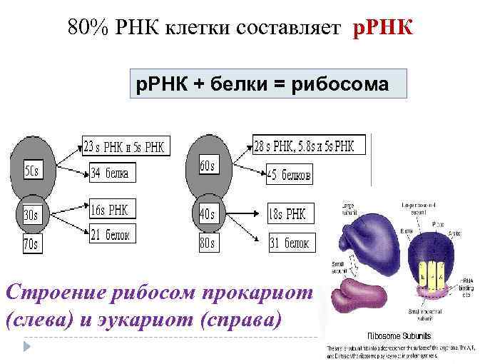 80% РНК клетки составляет р. РНК + белки = рибосома Строение рибосом прокариот (слева)