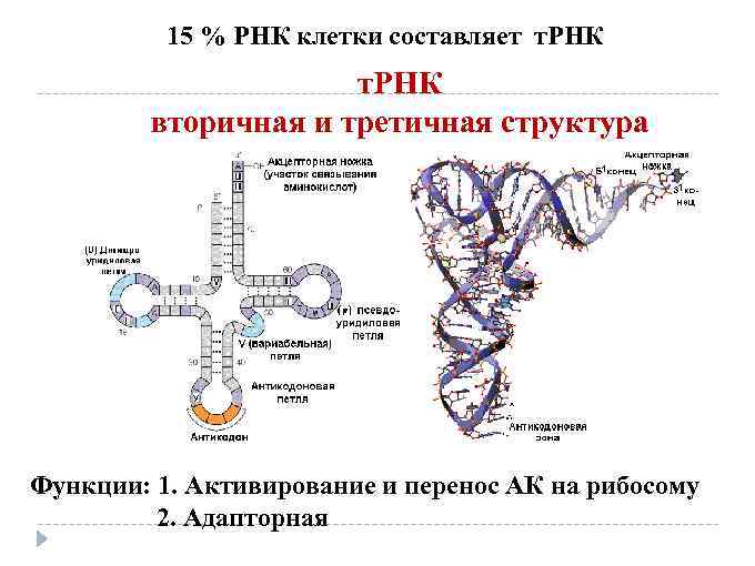 Рнк термины. Первичная вторичная и третичная структура ТРНК. Вторичная структура РНК биохимия. Третичная структура т РНК. Связи стабилизирующие вторичную структуру РНК.
