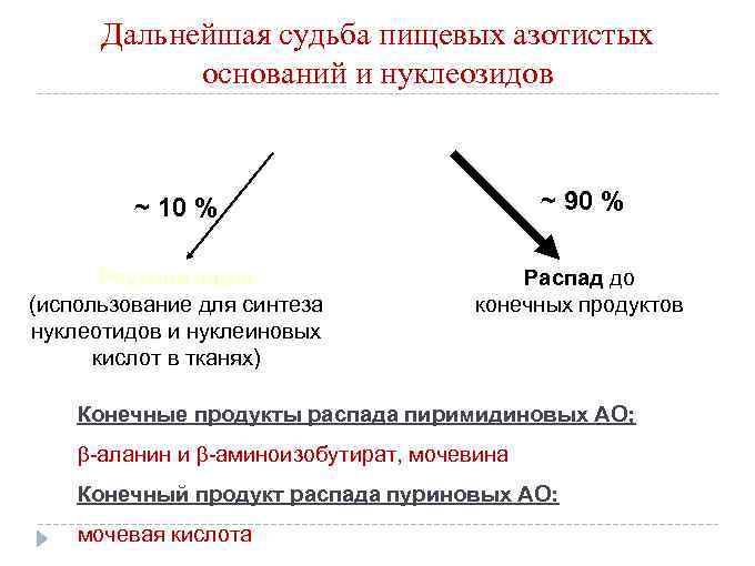 Дальнейшая судьба пищевых азотистых оснований и нуклеозидов ~ 10 % ~ 90 % Реутилизация