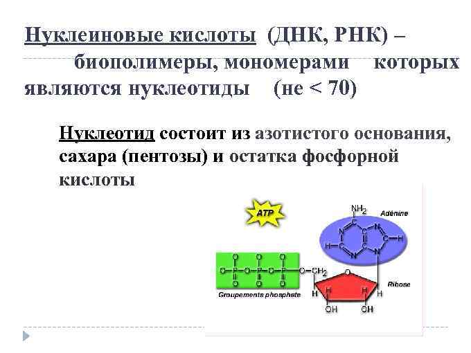 Биополимеры рнк. Что является мономером РНК. Нуклеиновые кислоты биополимеры мономерами которых. ДНК И РНК как биополимеры.