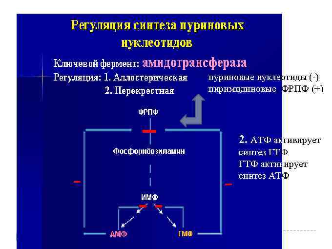 пуриновые нуклеотиды (-) пиримидиновые, ФРПФ (+) 2. АТФ активирует синтез ГТФ, ГТФ активирует синтез