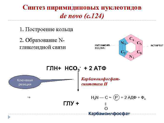 Синтез пиримидиновых нуклеотидов de novo (с. 124) 1. Построение кольца 2. Образование Nгликозидной связи